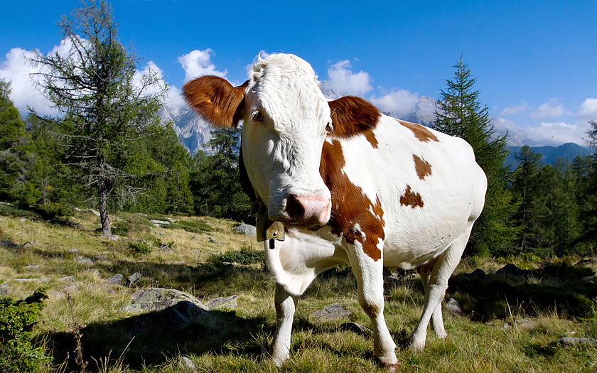 A cow on a mountain pasture in Austria
