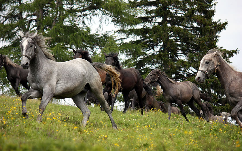 Lippizaner stallions in the mountain pastures