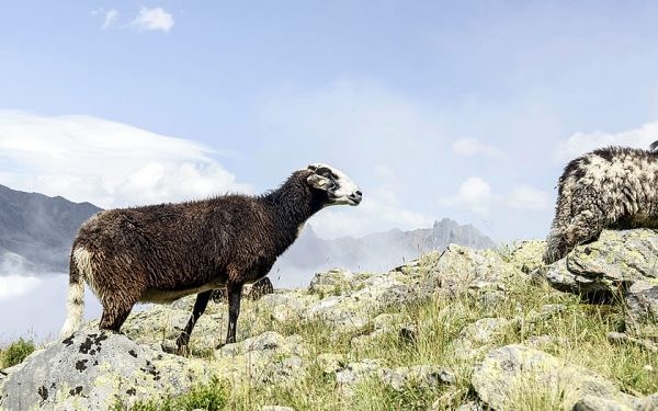 Two Friends Help Save Rare Sheep from Extinction | Austria Direct