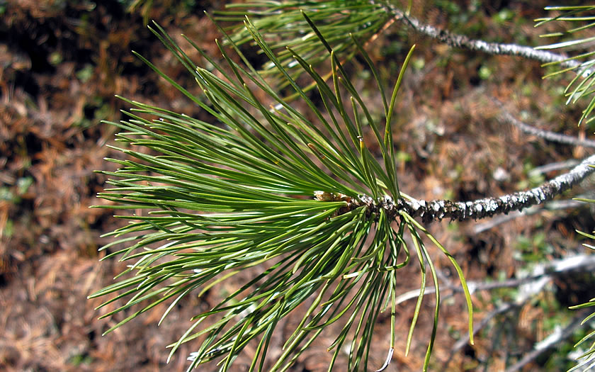 The needles of a stone pine near Obergurgl