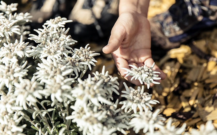 Edelweiss above St Anton am Arlberg