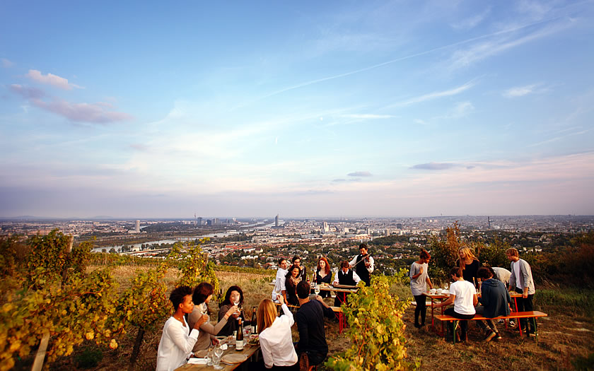 The Wieninger vineyard above Vienna