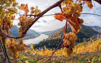 View of grapes and the Danube river in the Wachau region