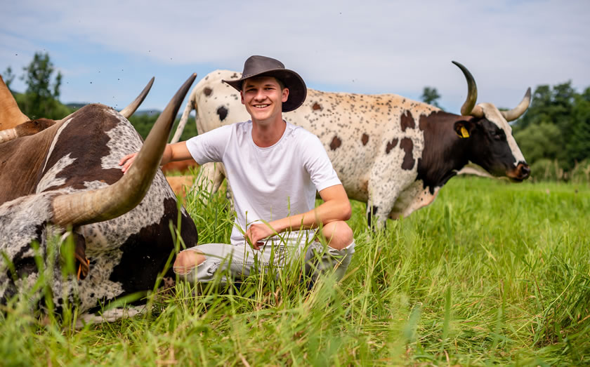 Texas Longhorn cattle breeding in Austria